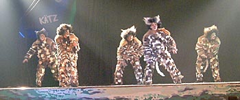 Die "Jellicle Cats"